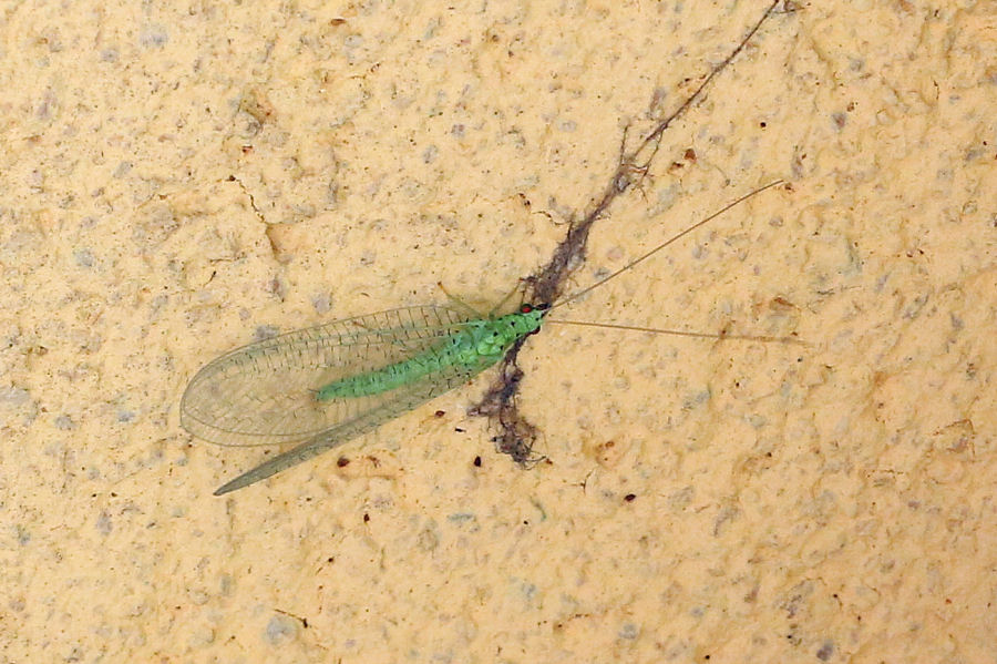 Chrysopidae: Pseudomallada sp.?  S, Pseudomallada gr. prasinus